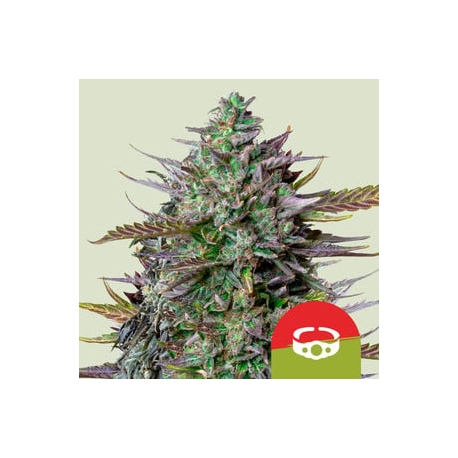 GOAT'lato Auto (Tyson 2.0) | Feminised, Auto, Indoor & Outdoor