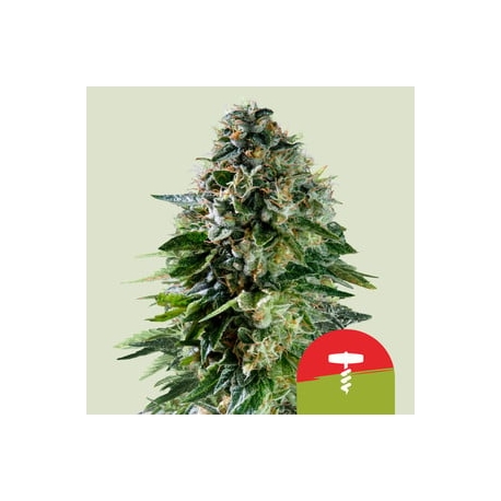 Corkscrew Auto (Tyson 2.0) | Feminised, Auto, Indoor & Outdoor