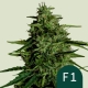 Milky Way  (F1-Hybrid) | Feminised, Auto, Indoor & Outdoor