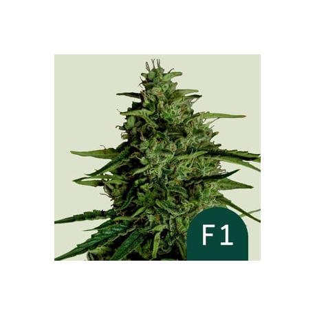 Milky Way  (F1-Hybrid) | Feminised, Auto, Indoor & Outdoor