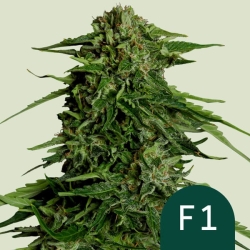 Epsilon F1  (F1-Hybrid) | Feminised, Auto, Indoor & Outdoor