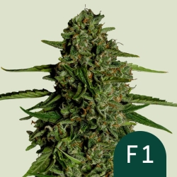 Medusa F1 (F1-Hybrid) | Feminised, Auto, Indoor & Outdoor