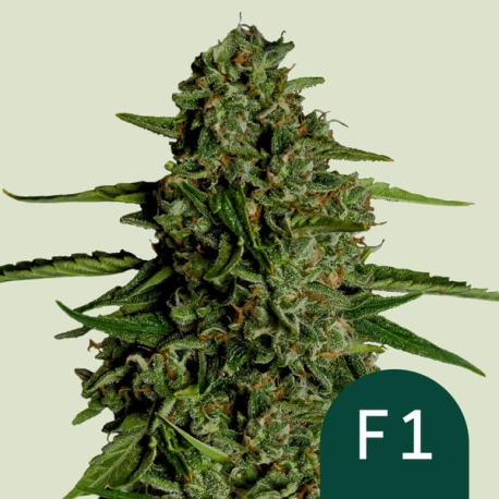 Medusa F1 (F1-Hybrid) | Feminised, Auto, Indoor & Outdoor
