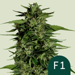 Hyperion F1 (F1-Hybrid) | Feminised, Auto, Indoor & Outdoor