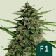 Orion F1 (F1-Hybrid) | Feminised, Auto, Indoor & Outdoor