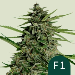 Orion F1 (F1-Hybrid) | Feminised, Auto, Indoor & Outdoor