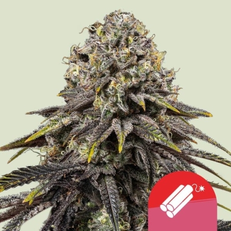 Dynamite Diesel  (Tyson 2.0) | Feminised, Indoor & Outdoor