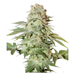 Auto Power Plant  | Feminised, Auto, Indoor & Outdoor