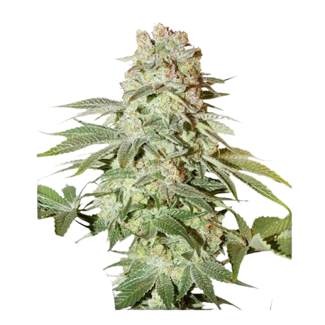 Auto Power Plant| Feminised, Auto, Indoor & Outdoor