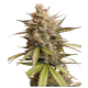 Auto Melonade Runtz| Feminised, Auto, Indoor & Outdoor