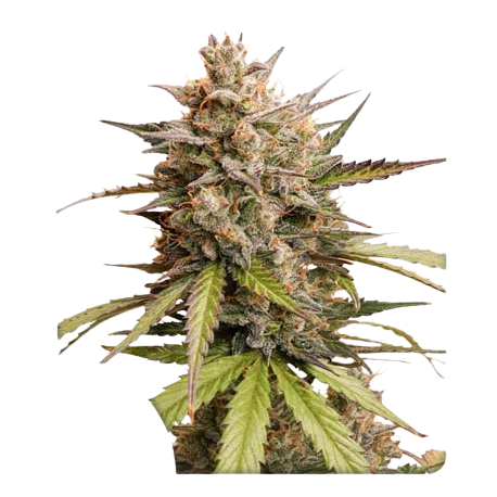 Auto Melonade Runtz| Feminised, Auto, Indoor & Outdoor