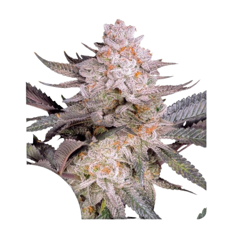 Orange Bud 2.0  | Feminised, Indoor & Outdoor
