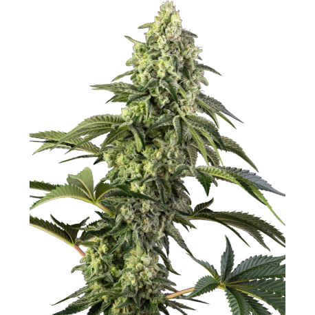 Cosmic Kiss | Feminised, Indoor & Outdoor