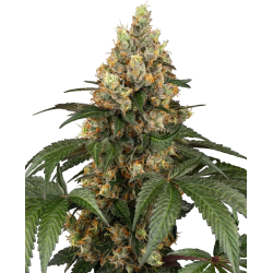 Chocolate Rainbow | Feminised, Indoor & Outdoor