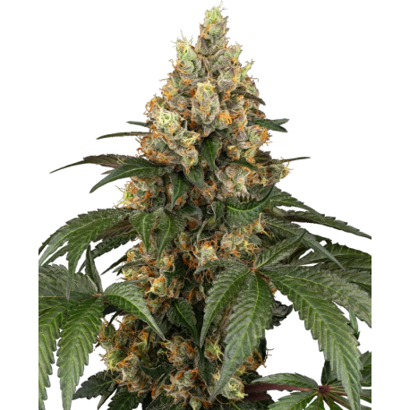 Chocolate Rainbow | Feminised, Indoor & Outdoor