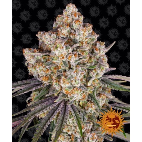 Ice Cream Cake | Feminised, Indoor & Outdoor