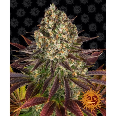 Biscotti Strain | Feminised, Indoor & Outdoor