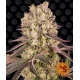 Runtz Muffin | Feminised, Indoor & Outdoor