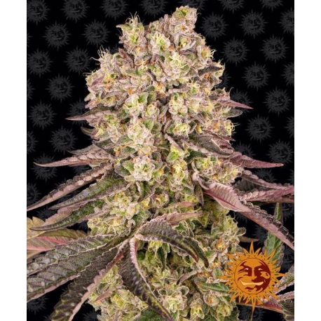 Runtz Muffin | Feminised, Indoor & Outdoor