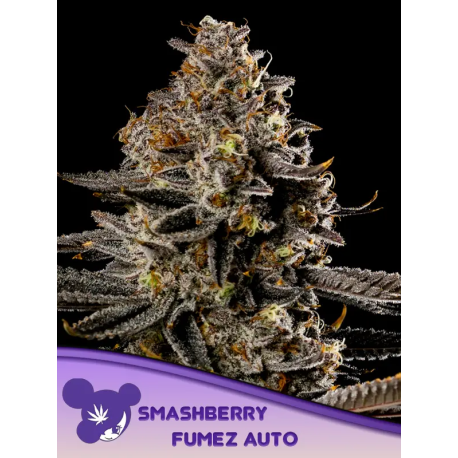 Smashberry Fumez Auto | Feminised, Auto, Indoor & Outdoor