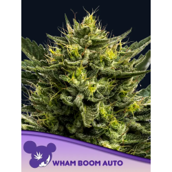 Wham Boom Auto | Feminised, Auto, Indoor & Outdoor