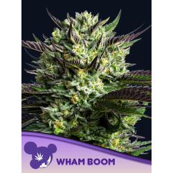 Wham Boom | Feminised, Indoor & Outdoor