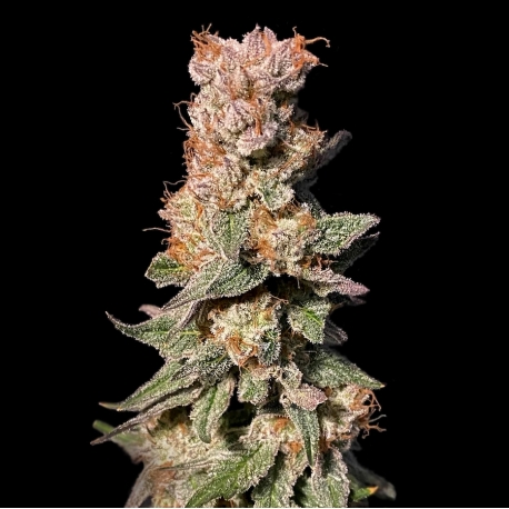 Xhale | Feminised, Indoor & Outdoor