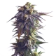 Sundae Driver| Feminised, Indoor & Outdoor
