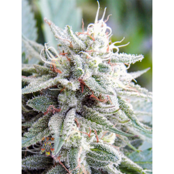 Celestial Dragon | Indoor & Outdoor