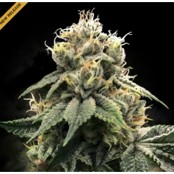 C.T.S Aka "Chocolate Truffle Shuffle" |  Indoor & Outdoor