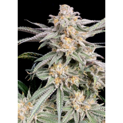 Snoop's Punch | Feminised, Indoor & Outdoor