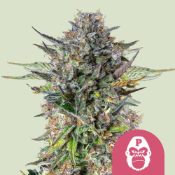 Pink Gorilla  | Feminised, Indoor & Outdoor