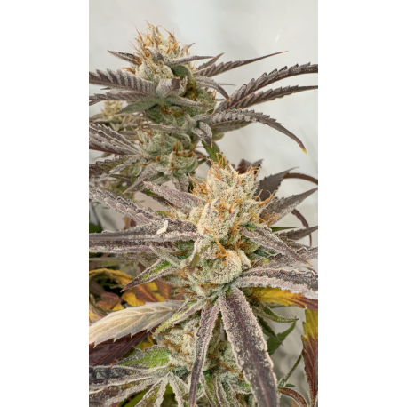 Pink Crumble  | Feminised, Indoor & Outdoor
