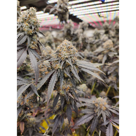 Pink Payton  | Feminised, Indoor & Outdoor