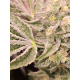 Pink Payton  | Feminised, Indoor & Outdoor