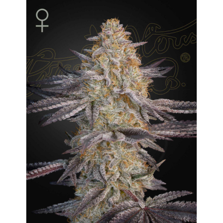 Super Lemon Haze x RS11 | Feminised, Indoor & Outdoor