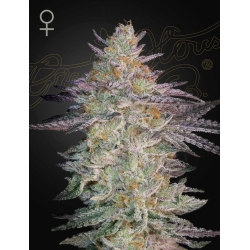 Super Lemon Haze x GMO | Feminised, Indoor & Outdoor