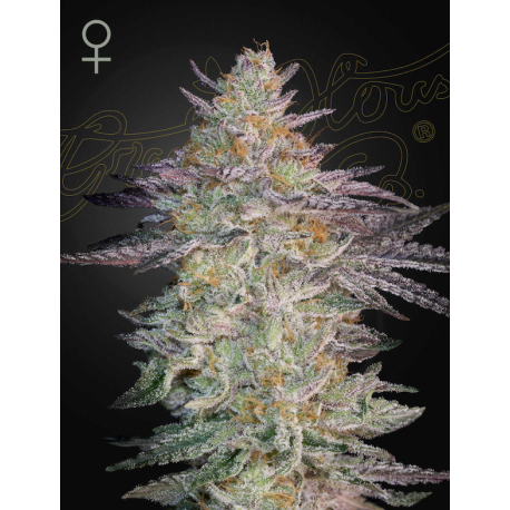 Super Lemon Haze x GMO | Feminised, Indoor & Outdoor