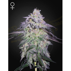 Nori Cake | Feminised, Indoor & Outdoor