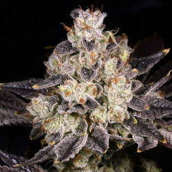 Rainbow Belts 2.0   |  Indoor & Outdoor