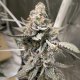 Beaver Cookies| Feminised, Indoor & Outdoor