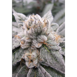 Gary Burger  | Feminised, Indoor & Outdoor