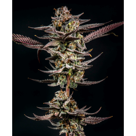 Gelato Kiss | Feminised, Indoor & Outdoor