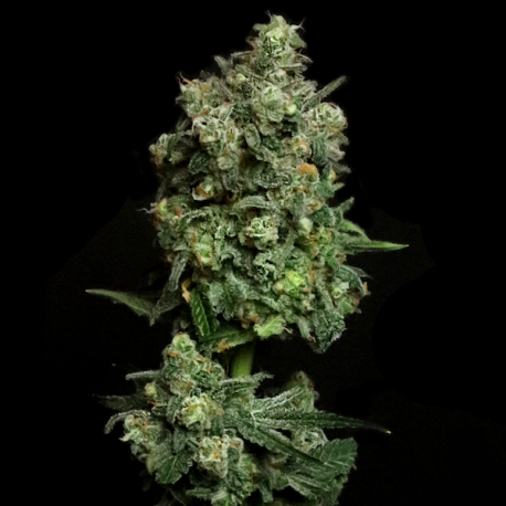 Oregon Apple Trail | Feminised, Indoor & Outdoor