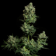 Oregon Apple Trail | Feminised, Indoor & Outdoor