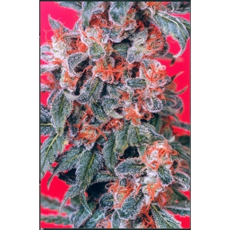 Orange Bud - indoor/outdoor