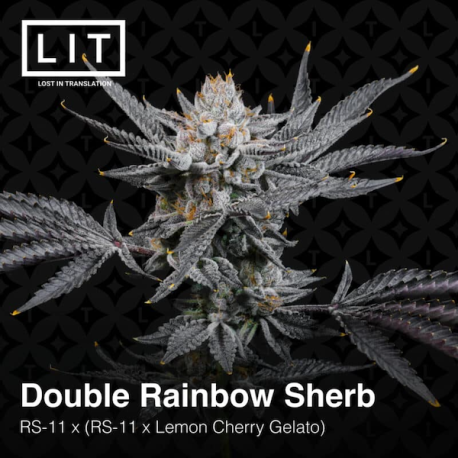Double Rainbow Sherb | Feminised, Indoor & Outdoor