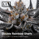 Double Rainbow Sherb | Feminised, Indoor & Outdoor