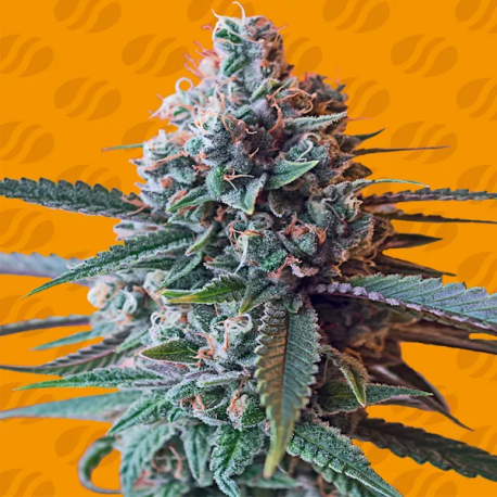 Splapz | Feminised, Indoor & Outdoor