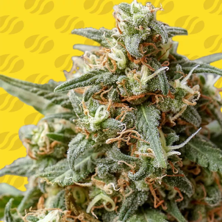 OG Eddy Lepp  Auto | Feminised, Auto, Indoor & Outdoor